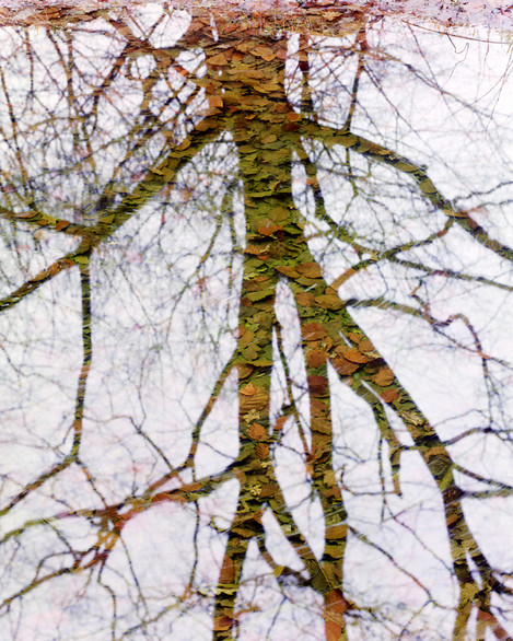 Dave Parry - Reflection in Whin Wood