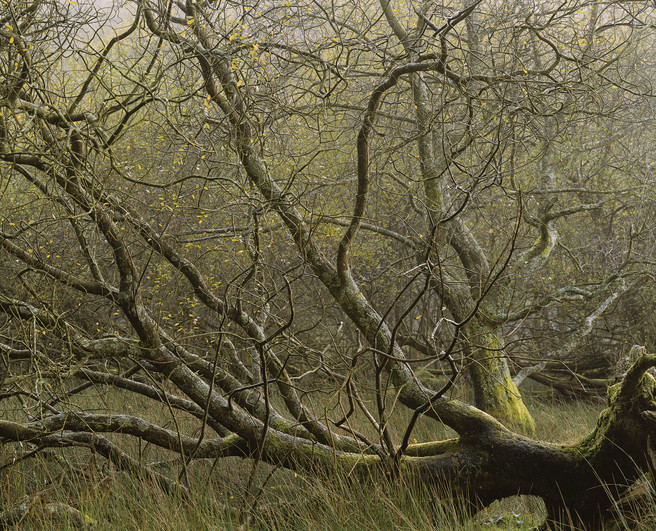 tree-view-small