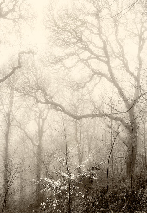 Beech in the Fog