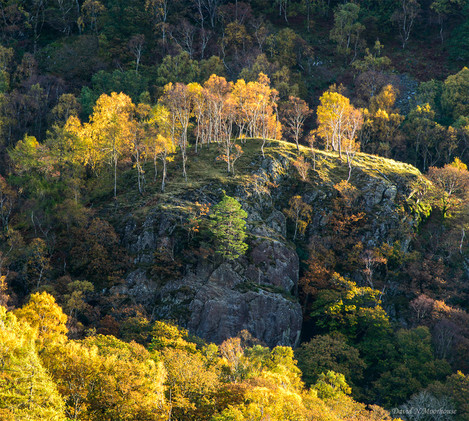 Birches on Bowder Crag-small