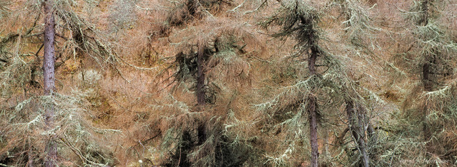 Lichen coverd Larches-small
