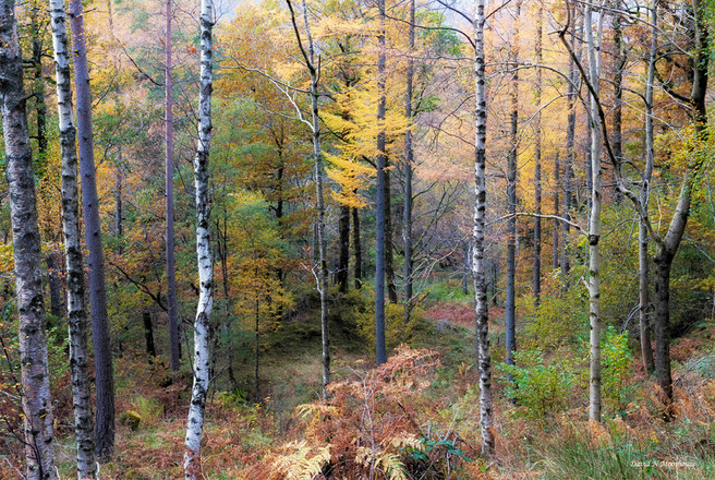 Mixed Woodland above Derwent Water-small