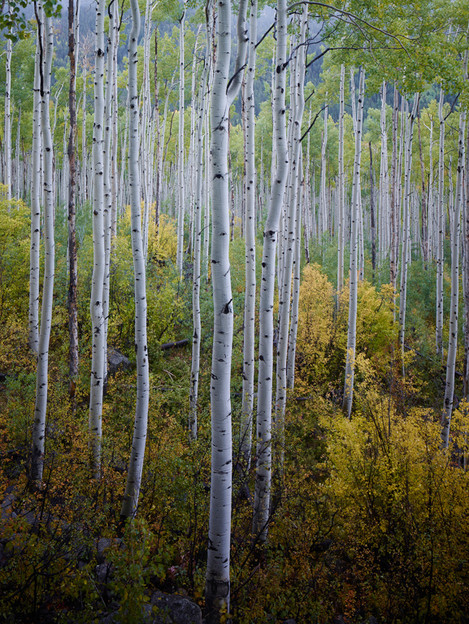 Joe Cornish - 06aColo_Utah_Aspen_Grove_Independence_Pass