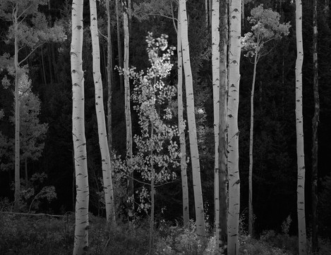 Joe Cornish - 06dColo_Utah_Aspen