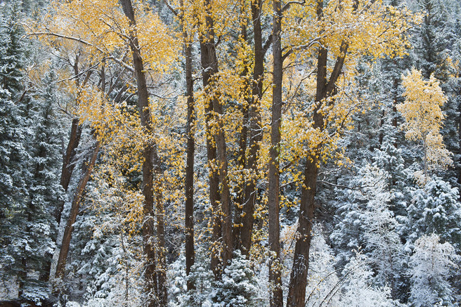 Joe Cornish - 06eColo_Utah_Cottonwoods_winter