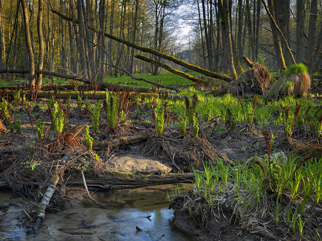 Hans Strand - Swamp Forest