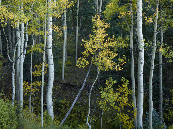 Joe Cornish - Aspens_near_Mountain_village