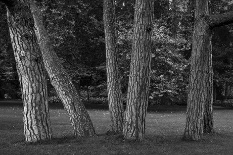 Figure 3 - Fuji X-E1 / 35mm Pine trees