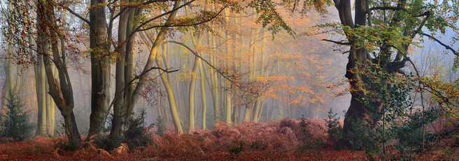 Nigel Morton - Colin Prior's choice in LPotY