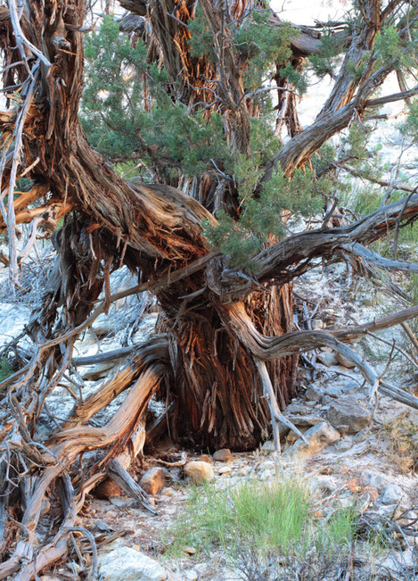 Canyon Lands - Bristlecone