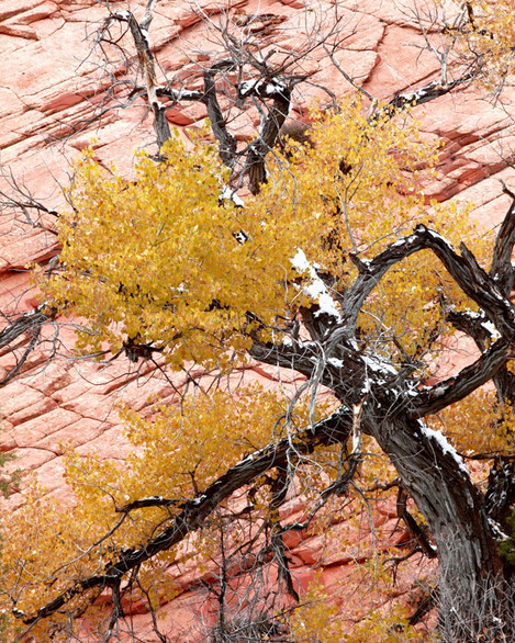 Canyon Lands - East Mesa