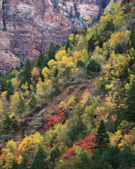 Canyon Lands - Fall in Zion