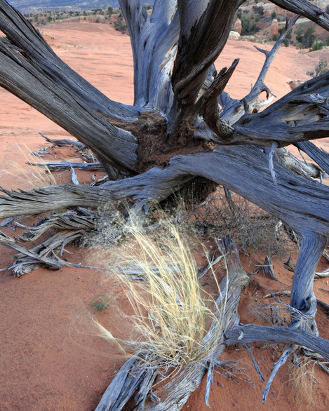 Canyon Lands - Slickrock Grass and Dead Tree Blues