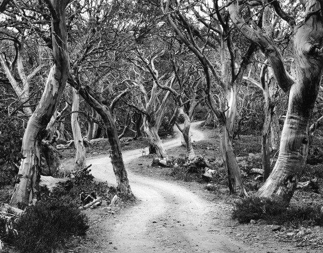 Artistic Style -Snow Gum Grove, Mt Lovick Vic