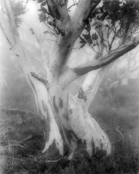 Artistic Style -Snow Gum Mt Lovick Vic