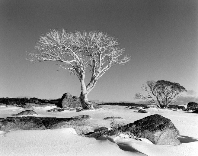 Artistic Style -Snow Gum & snow Pretty Vic