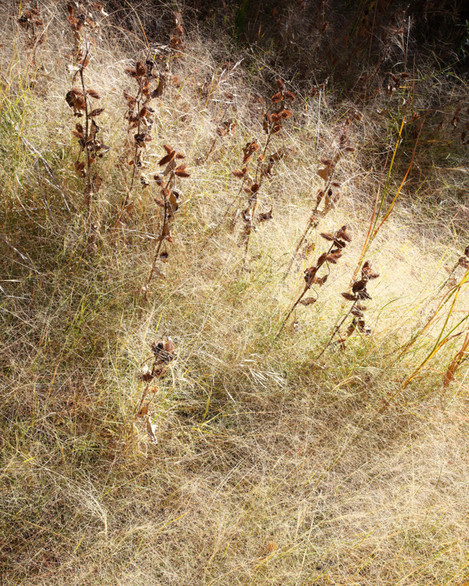 Canyon Lands - Virgin Grasses