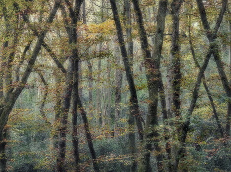 “Fairy Tale Forest”, Burgundy, France, October 2012.