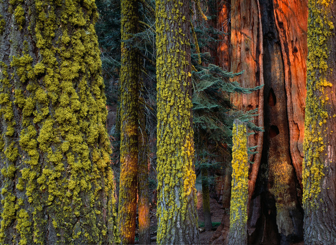 “Douglas Fir & Sequoia”, Sequoia National Park, California, June 1996.