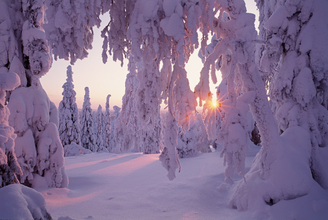 “Taiga Forest”, Northern Finland, February 1994.