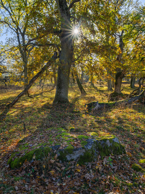 “Autumn Oaks”, Norrmalma, Uppland, Sweden, October 2013.