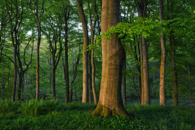 Beech Forest Kullaberg Sweden