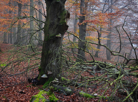 “Fallen Beech”, Söderåsen National Park, Skåne, Sweden, October 2011.