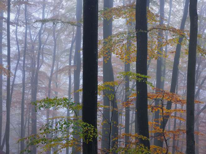 “Beech Trees in Autumn Mist”, Söderåsen National Park, Skåne, Sweden, October 2011.