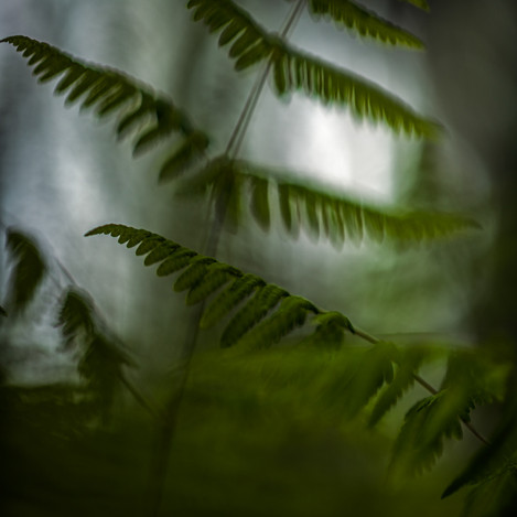 “Ferns”, Hälsingland, Sweden, June 2012.