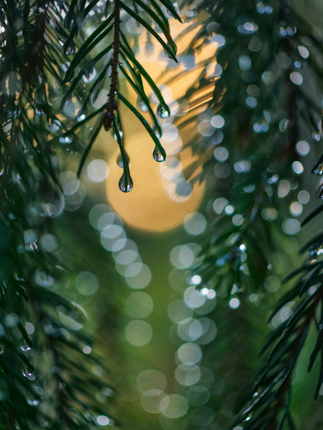 “Spruce Needles”, Hälsingland, Sweden, August 2013.