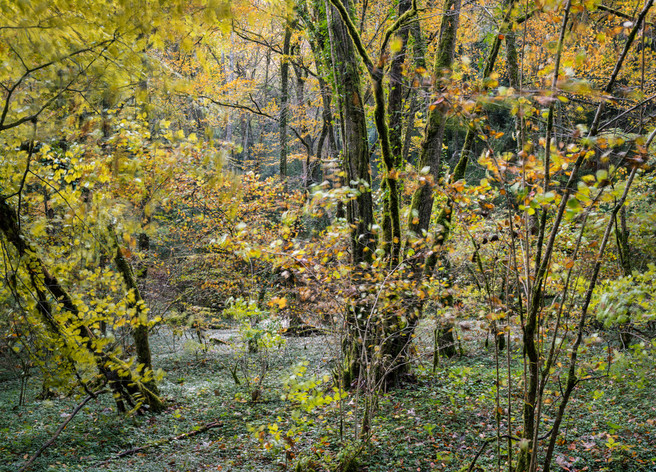 “Windy Forest”, Burgundy, France, October 2013.