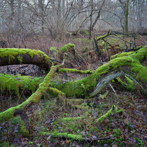 “Decaying Oak”, Trystorp, Närke, Sweden, December 2013.