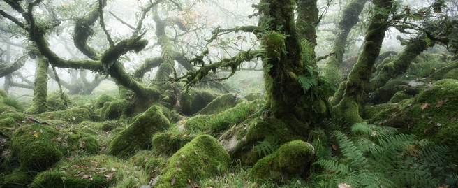 dartmoor_wistmans_wood_01 Two Days in the Clouds