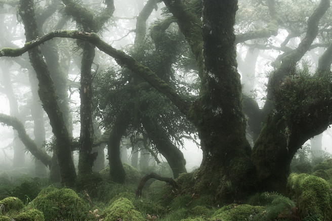 dartmoor_wistmans_wood_03 Two Days in the Clouds