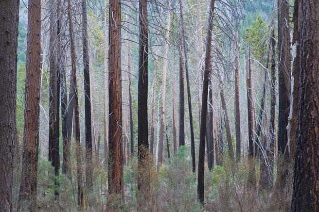 Fire-scorched_trees_Yosemite