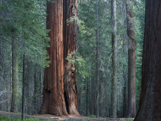 Merced_Grove_twins_Yosemite