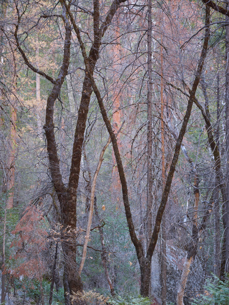 Mirror_Lake_Forest_Yosemite