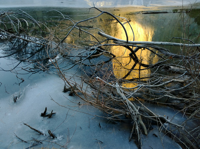 Golden_tangle_Merced_River