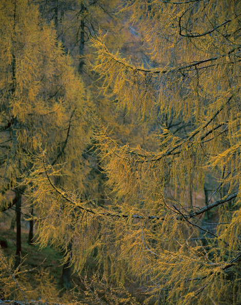 Autumnal larch 2048