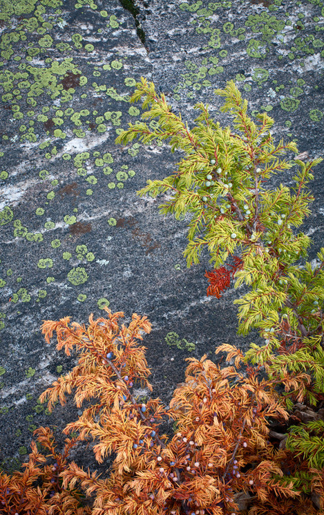 Rock-Art