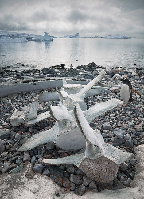 02fAntarctica_Gentoo Penguins, Whale Vertebrae, Cuverville Island-small