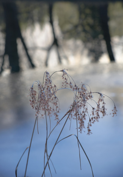 3_Grasses_reflections_Yosemite