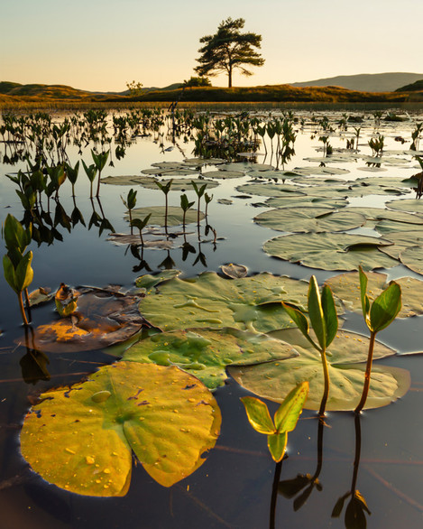 Summer-Evening-At-Kelly_hall_Tarn