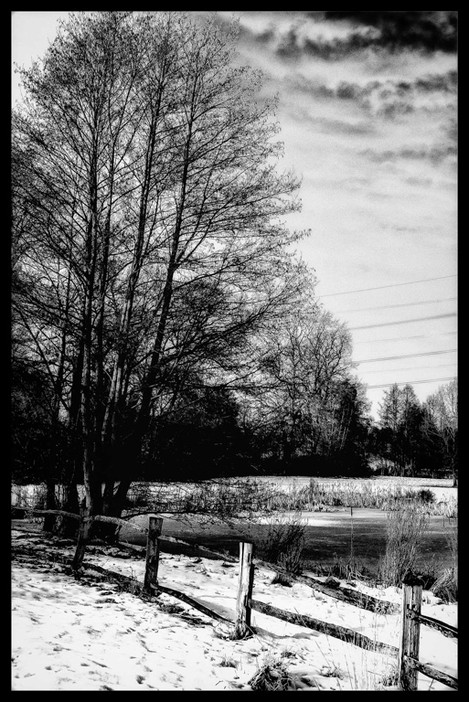 Tree In Snow