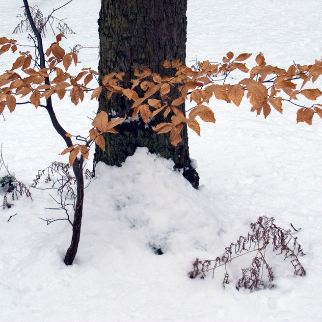 8. Beech Sapling