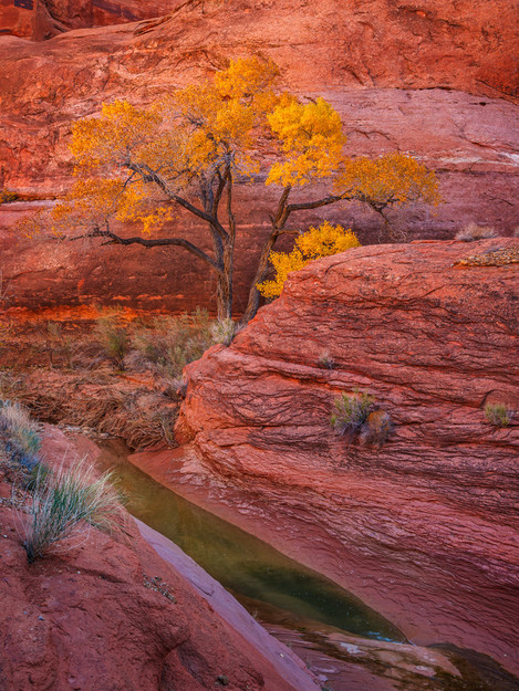 As trees at higher elevations have long shed their leaves, these large cottonwoods growing in the deeper desert canyons begin their transition from green to gold, enhanced by the glow of sunlight reflected off the red sandstone walls. After the summer heat, the air is cool, and crystalline water fills the creeks and pools after the silt of the previous season’s floods was washed into the larger rivers downstream. It is my favorite time of the year to be out in the red rock desert.