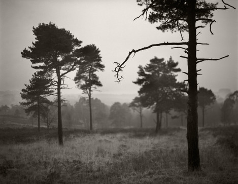 David_Higgs_Friends_Clump_Winter