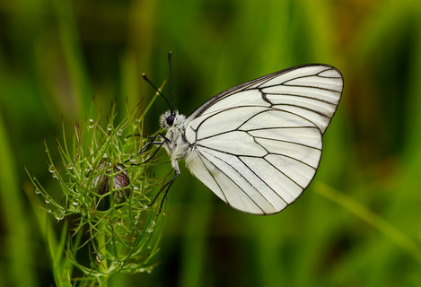 Black Veined White, D100