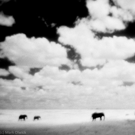Three Elephants - Botswana
