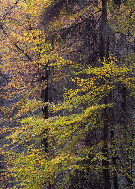 Beech leaves